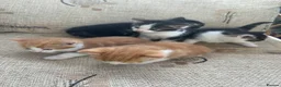 Mixed Breed cats for sale: Kittens - Advert 4