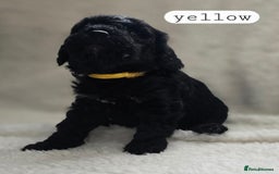 Toy Poodle dogs for sale: BEAUTIFUL TOY POODLES - Image 15