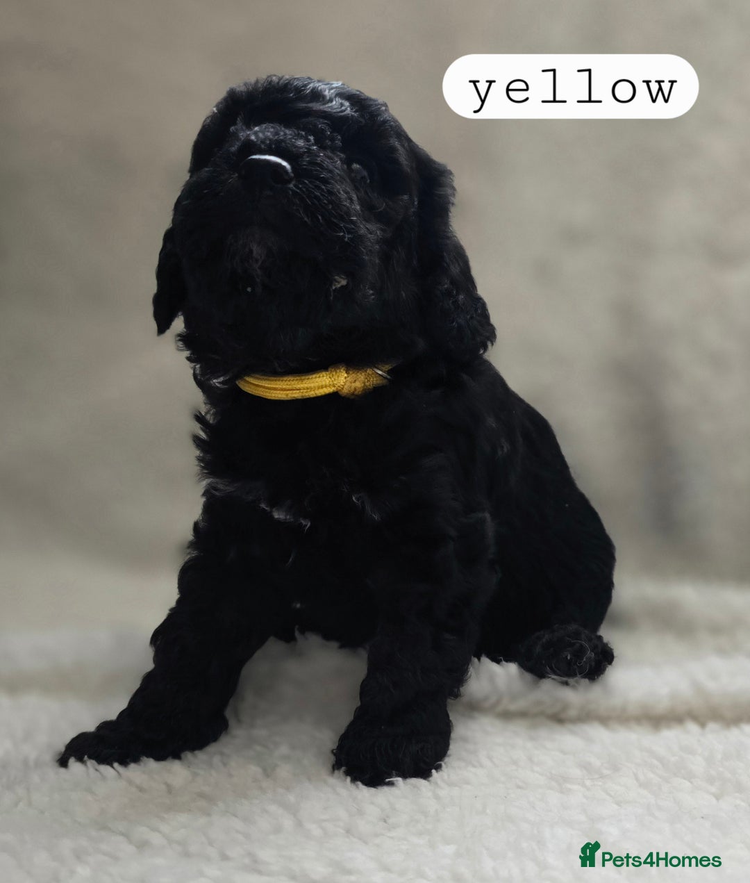 Toy Poodle dogs for sale: BEAUTIFUL TOY POODLES - Image 15