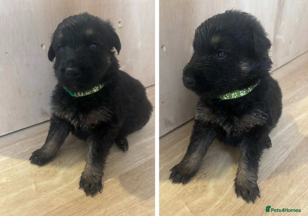 German Shepherd dogs for sale: German Shepherd Pups - Advert 7