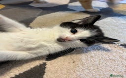 Mixed Breed cats for sale: Kittens for sale - Image 5