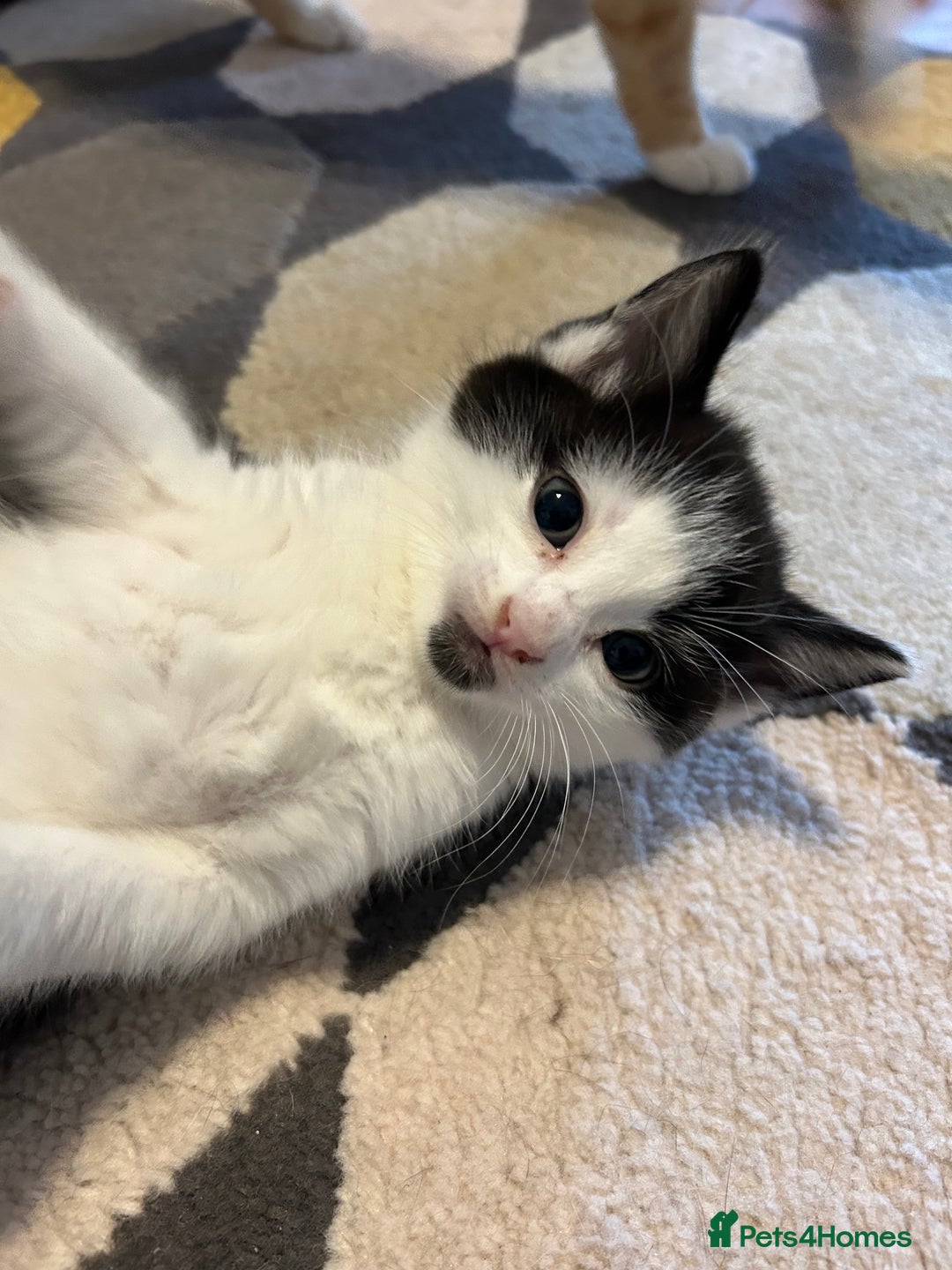 Mixed Breed cats for sale: Kittens for sale - Image 5