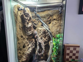 Gecko reptiles Crested Gecko Full Setup - Advert 2