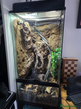 Gecko reptiles Crested Gecko Full Setup - Advert 1