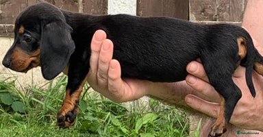 Miniature Dachshund dogs - Advert 7