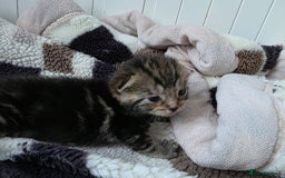 Mixed Breed cats for sale: Mixed kittens😻😽Ragdoll x domestic 🙀👌 - Advert 6