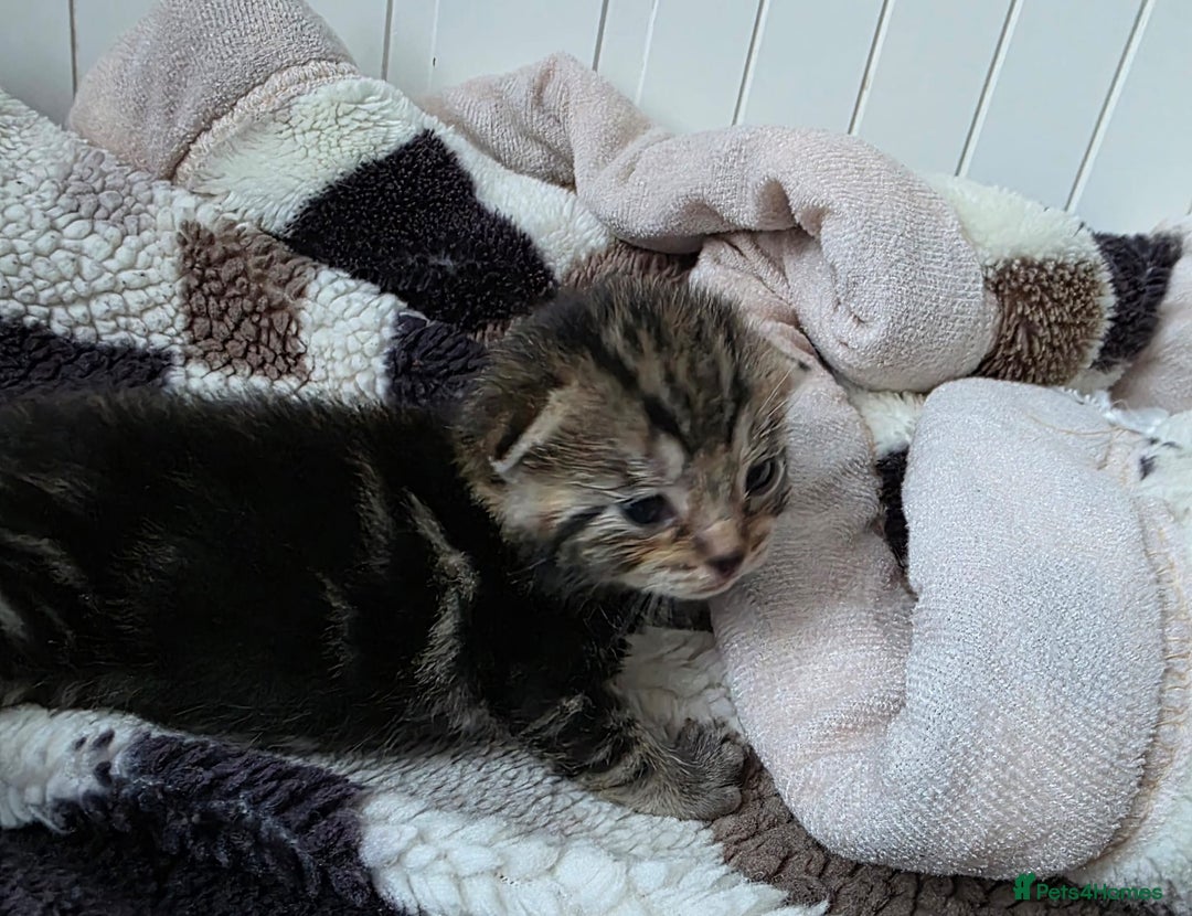 Mixed Breed cats for sale: Mixed kittens😻😽Ragdoll x domestic 🙀👌 - Advert 6