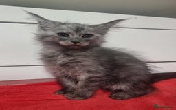 Maine Coon cats for sale: Beautiful Maine Coon Kittens - Advert 14