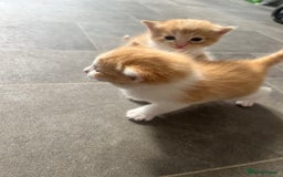 Mixed Breed cats for sale: Gorgeous ginger males  - Image 5