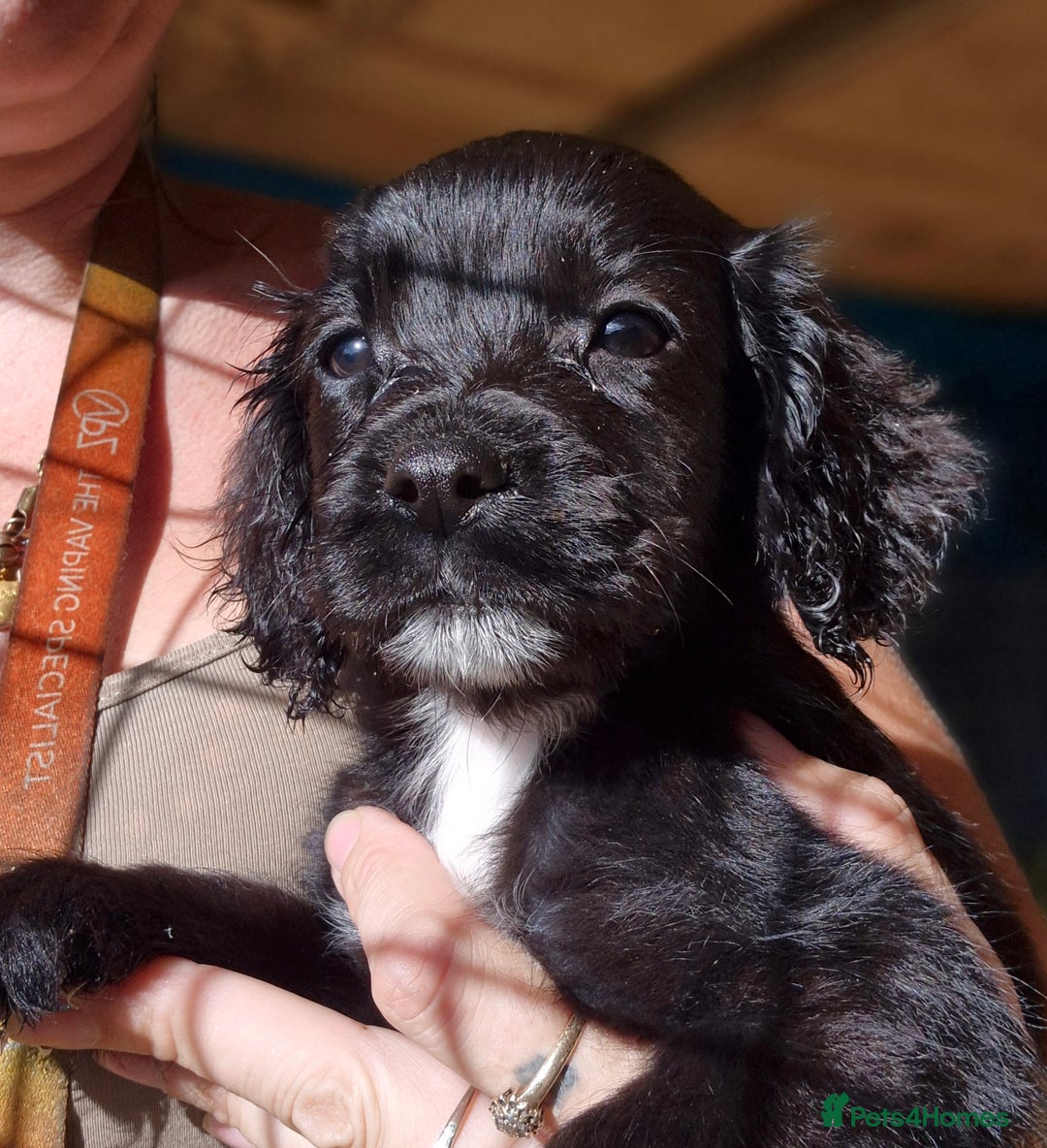 Sprocker dogs for sale: **REDUCED** Beautiful Sprocker pups - Image 1