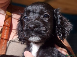 Sprocker dogs **LAST PUP** Beautiful Sprocker pups - Advert 6