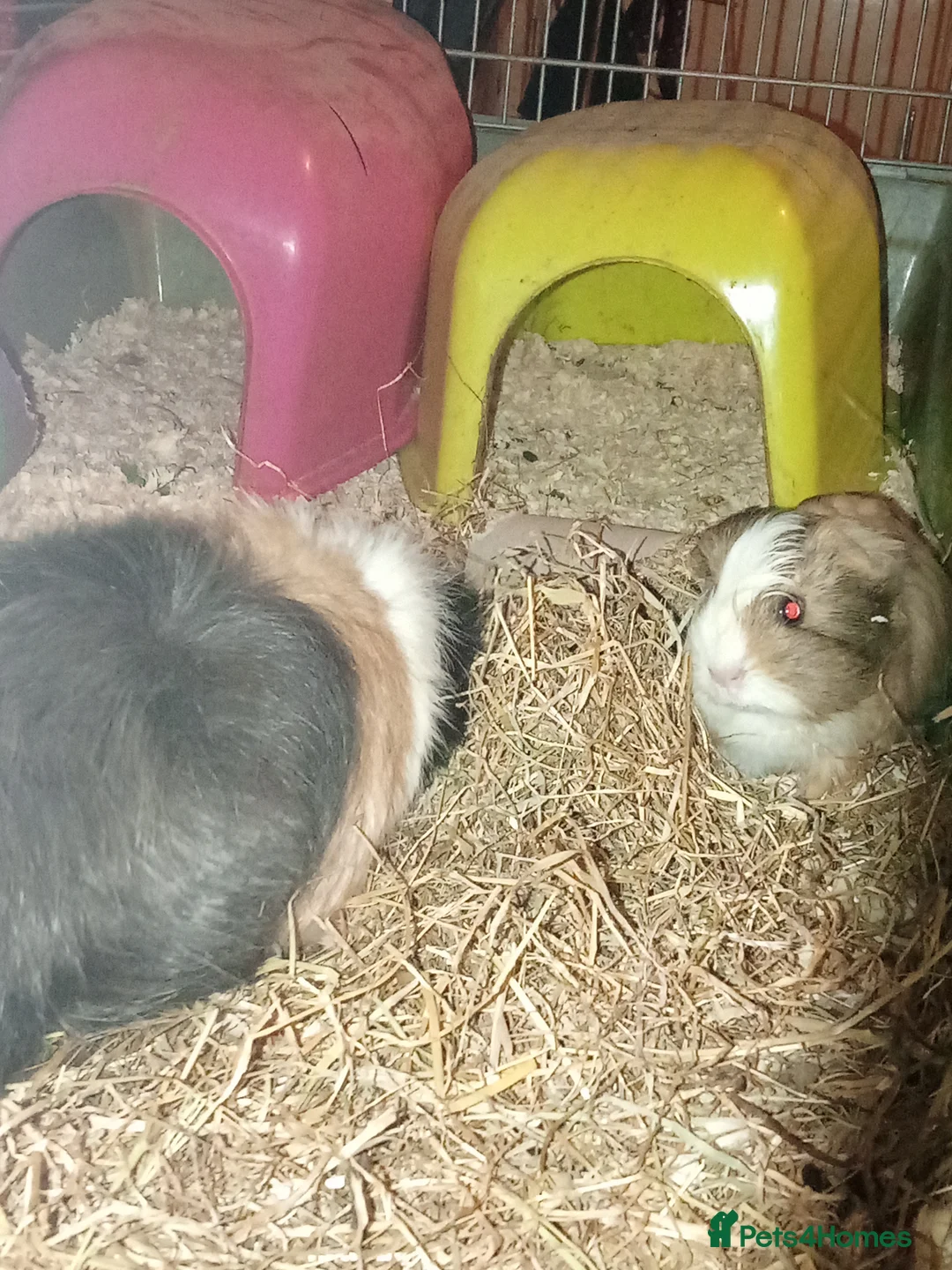 Guinea Pig rodents for sale:  senior&2months looking for a loving forever home - Advert 3