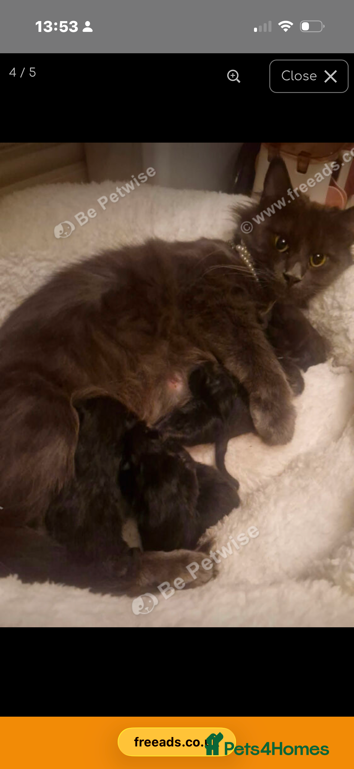 Maine Coon cats Ragcoon - Advert 1