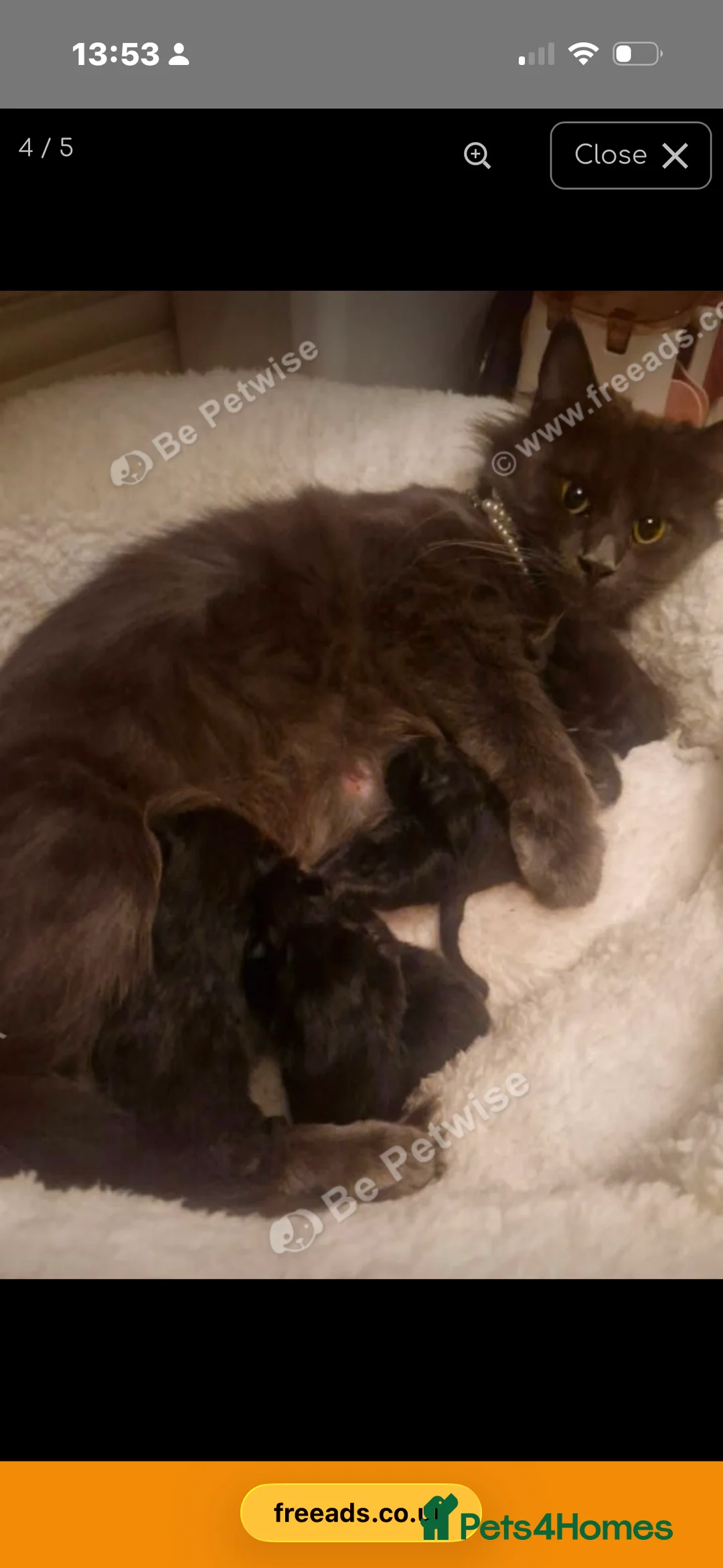 Maine Coon cats for sale: Ragcoon - Advert 1