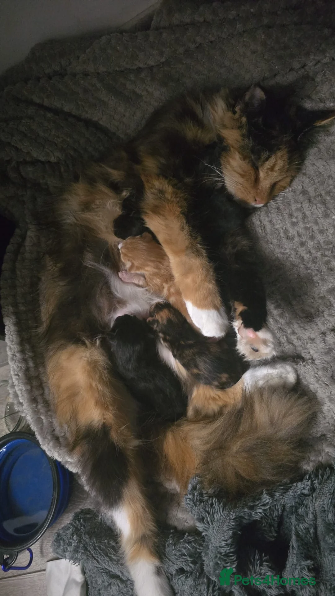 Mixed Breed cats for sale: Maine Coon x Ragdoll - Advert 2
