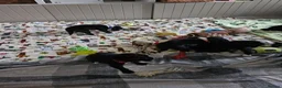 Border Collie dogs for sale: Border Collie Puppies – Looking for Forever Homes in Swindon - Advert 18