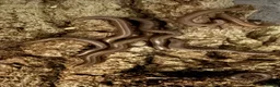 Millipedes invertebrates for sale: Ghana olive speckled leg giant millipedes  - Advert 8