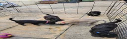 Mixed Breed dogs for sale: Bedlington whippet puppies  in Chulmleigh - Advert 16