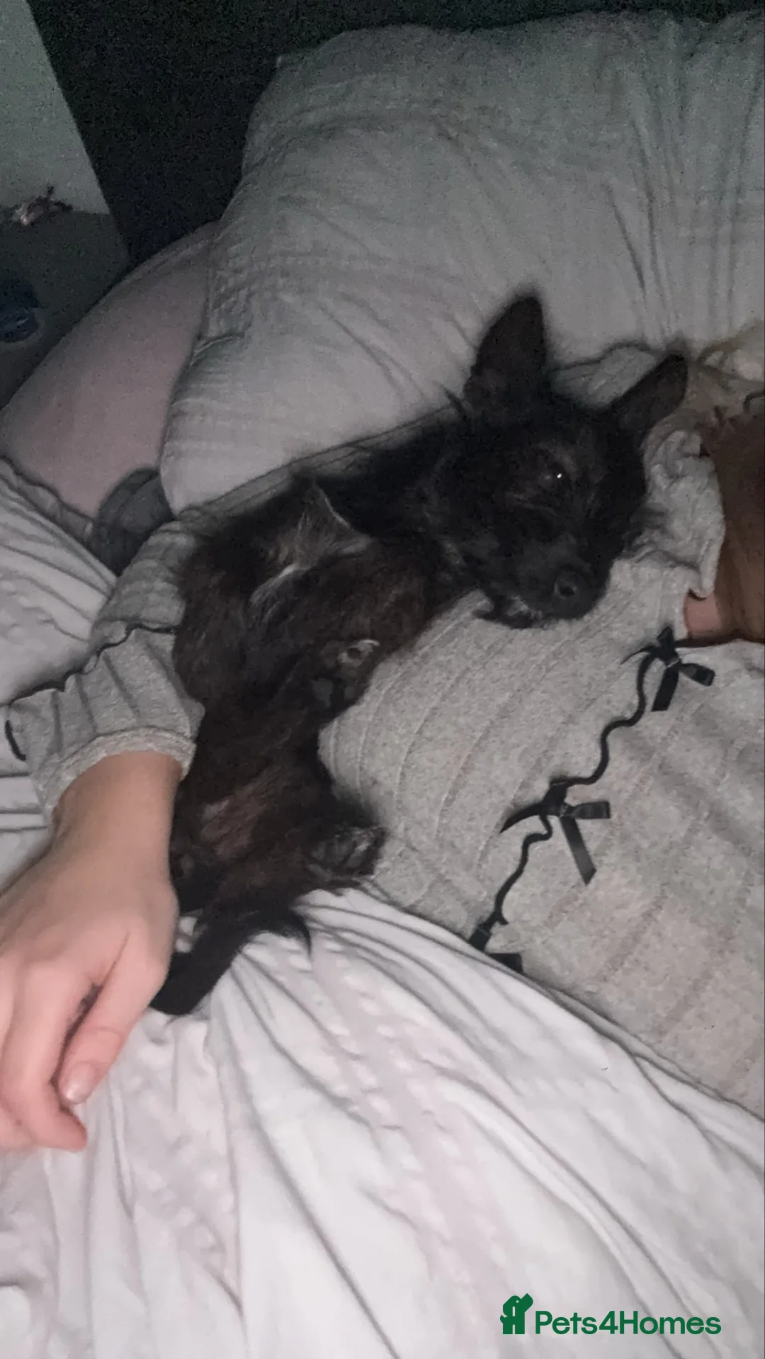 Mixed Breed dogs for sale: Reggie in Diss - Advert 2