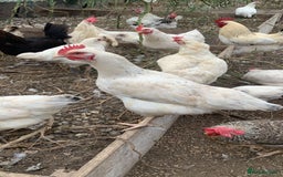 Chickens poultry for sale: Poultry for sale  - Image 4