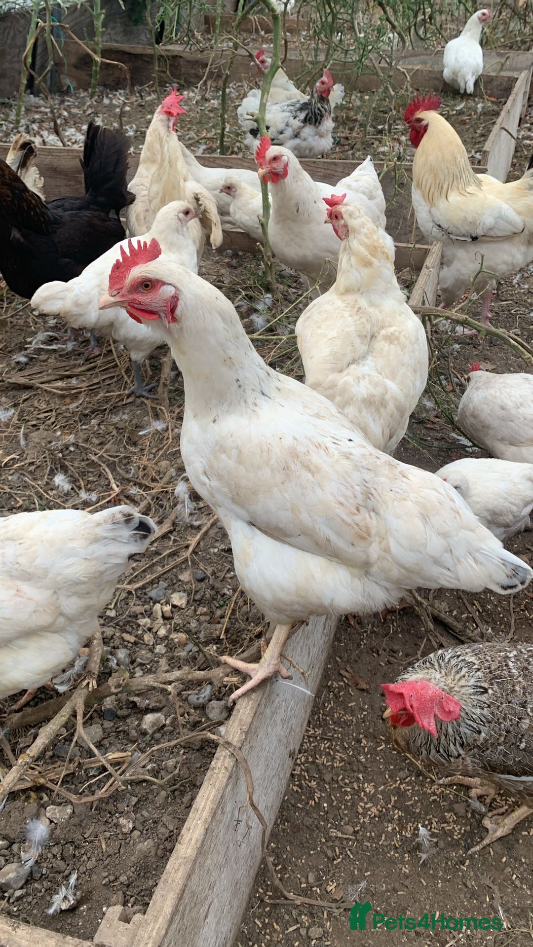Chickens poultry for sale: Poultry for sale  - Image 4