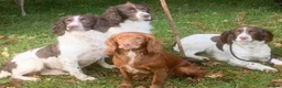 Cocker Spaniel dogs for sale: Working Cocker Spaniel Pups  - Advert 9
