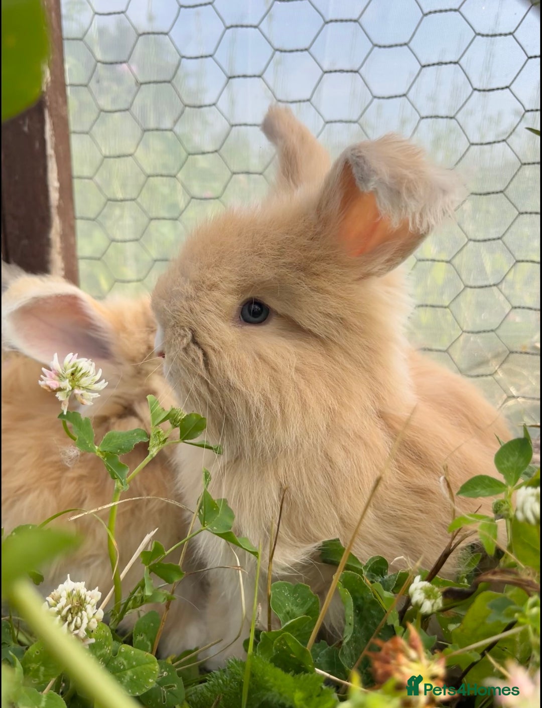 Angora rabbits for sale: Pedigree Full Faced & Maxi Faced English Angoras - Image 4