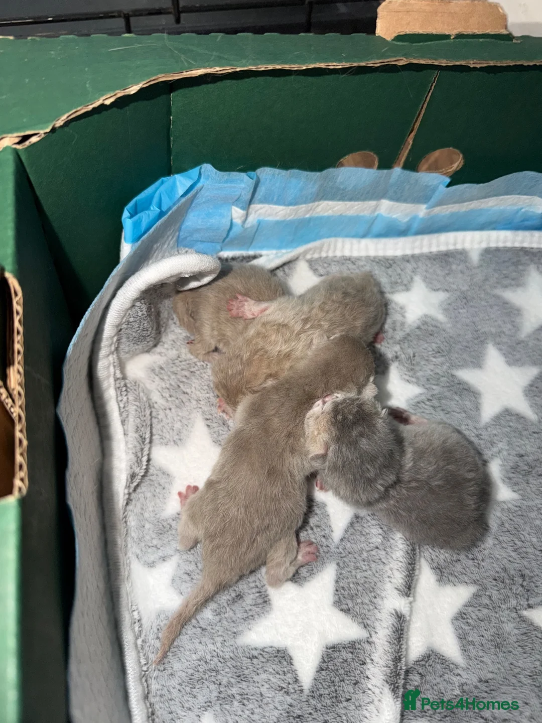 British Shorthair cats for stud: Lilac BSH Stud Service TICA Registred - Advert 3