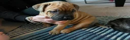 Mixed Breed dogs for sale: Ultimate Mastiff “Budley” - Advert 13