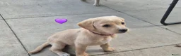 Labradoodle dogs for sale: Labradoodle pups for sale  - Advert 11