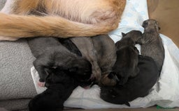 Shepsky dogs for sale: 7 Beautiful Shepsky pups for sale (3 boys 4 girls) - Image 3