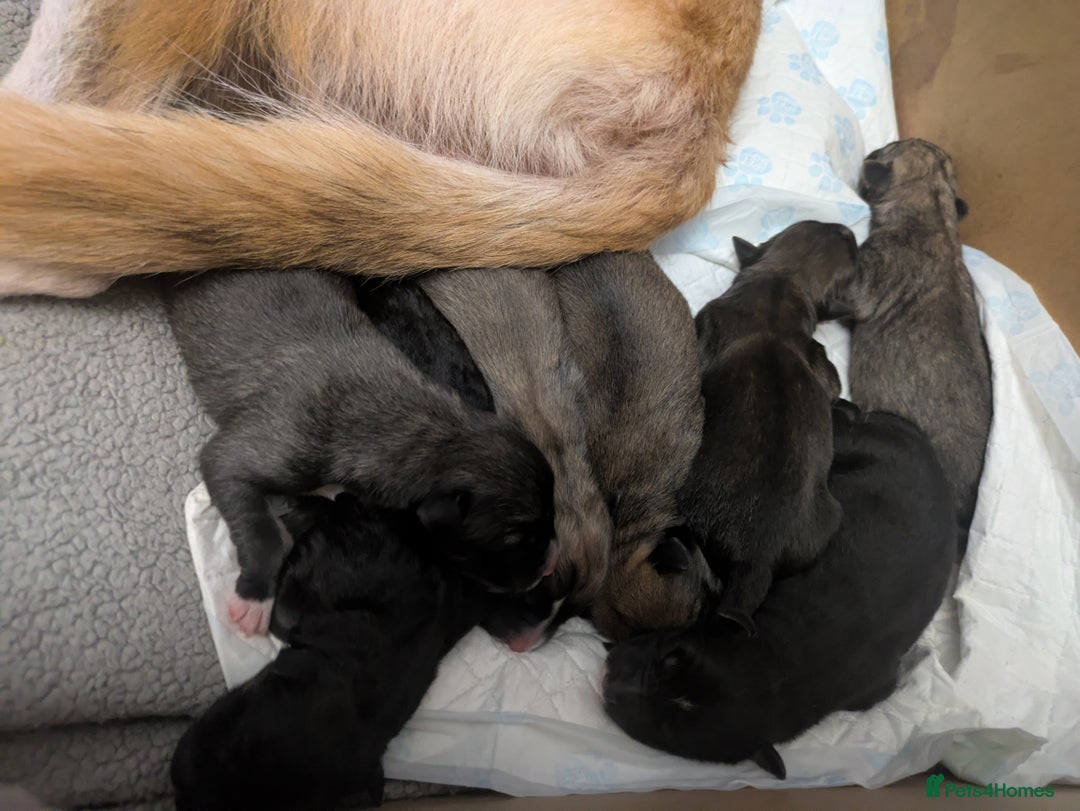 Shepsky dogs for sale: 7 Beautiful Shepsky pups for sale (3 boys 4 girls) - Image 3