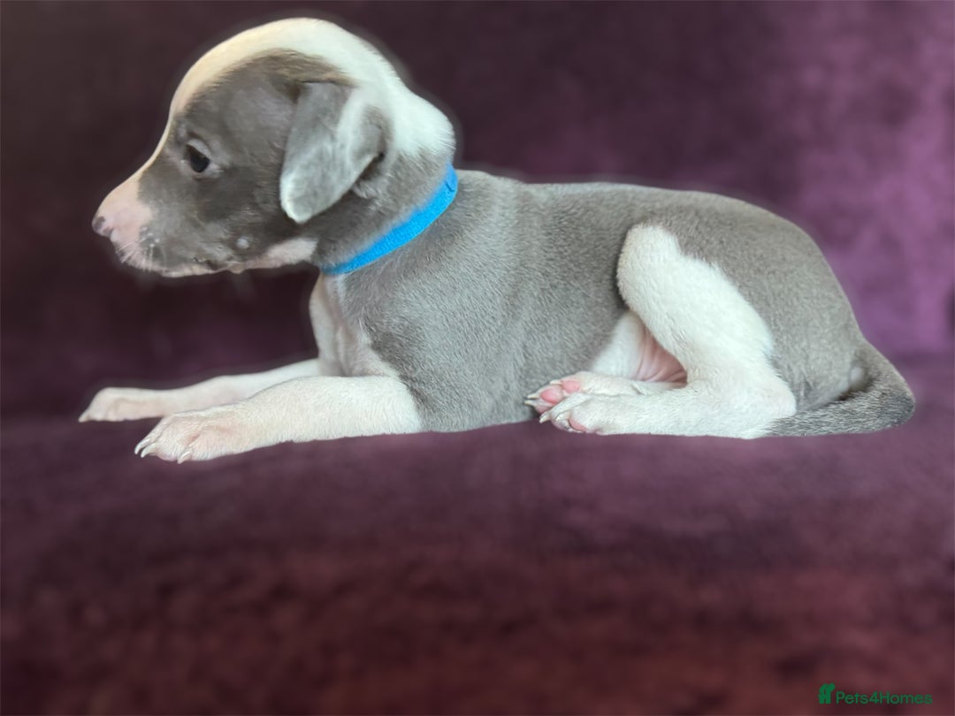 Whippet dogs for sale: All found homes-Beautiful Blue and White Parti BOY - Image 4