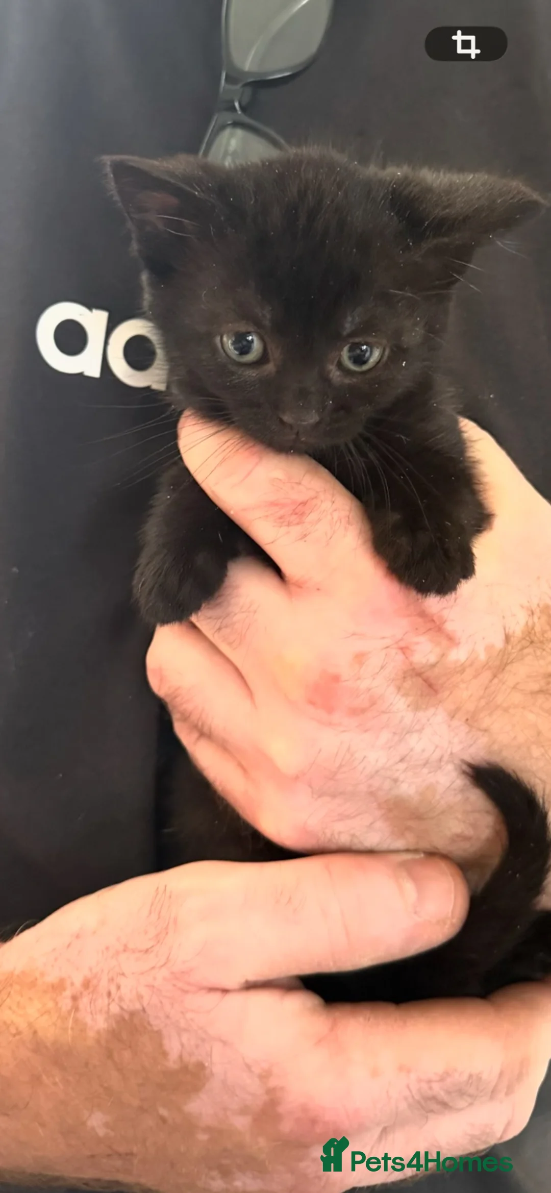 Mixed Breed cats for sale: Two rescued sisters  - Advert 4