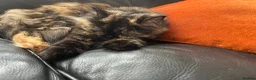 Persian cats for sale: Persian x Siamese kitten - Advert 3