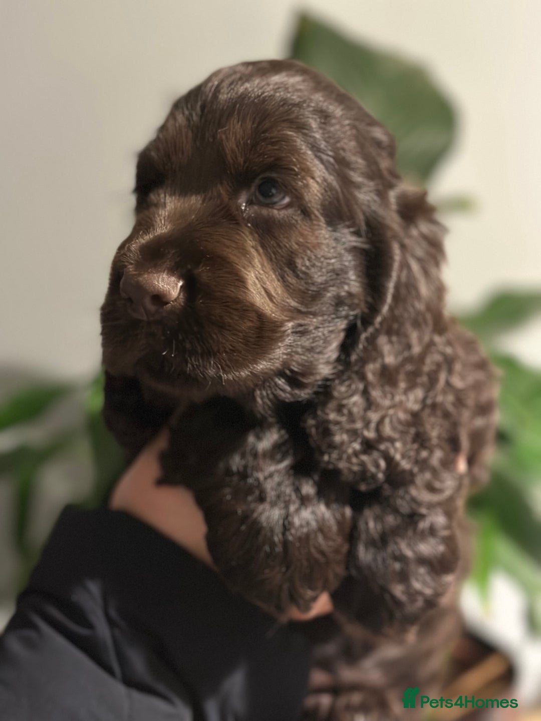 Cocker Spaniel dogs for sale: Beautiful Cocker spaniel pups ready this weekend - Advert 2