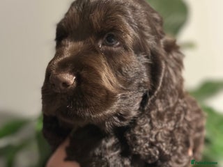 Cocker Spaniel dogs Beautiful Cocker spaniel pups ready this weekend - Advert 2