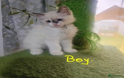 Ragdoll cats for sale: Ragdoll 2 girl🐈 and 3 boy🐈‍⬛. - Image 4