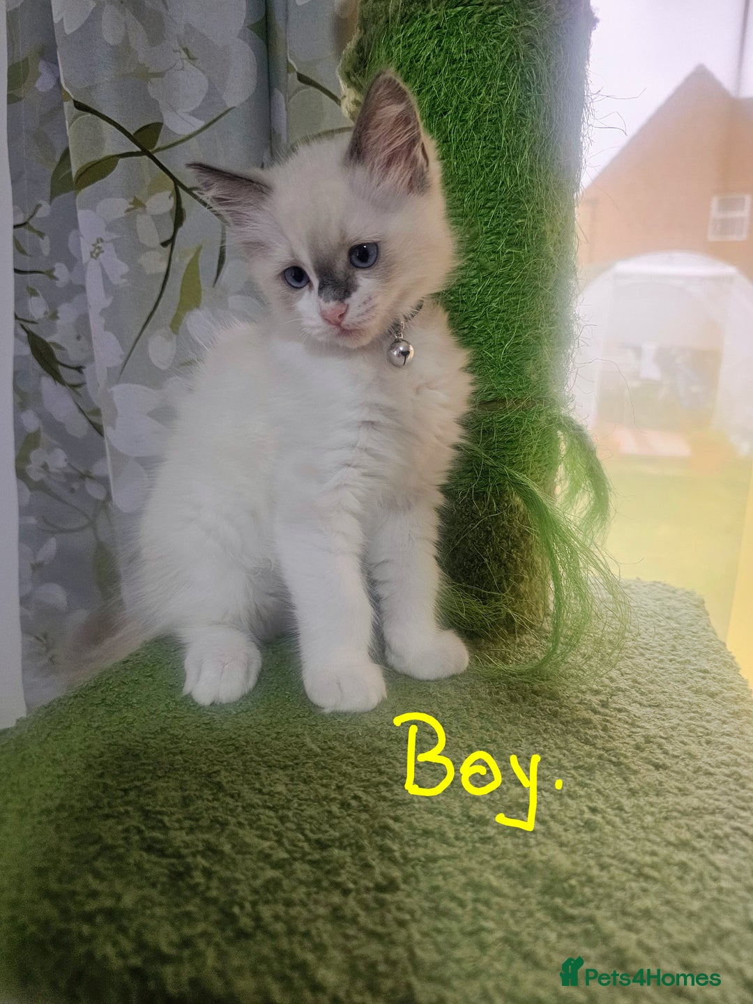 Ragdoll cats for sale: Ragdoll 2 girl🐈 and 3 boy🐈‍⬛. - Image 4