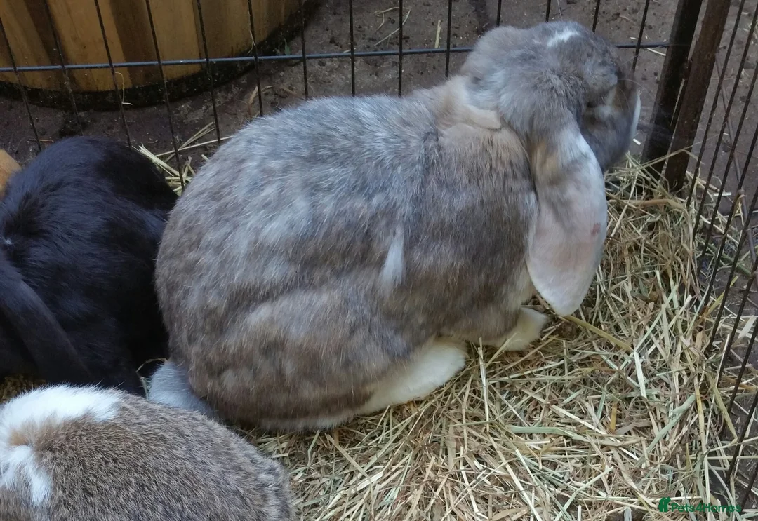 French Lop rabbits for sale: Giant French Lop Adult Doe - REHOME - VACCINATED  - Advert 4