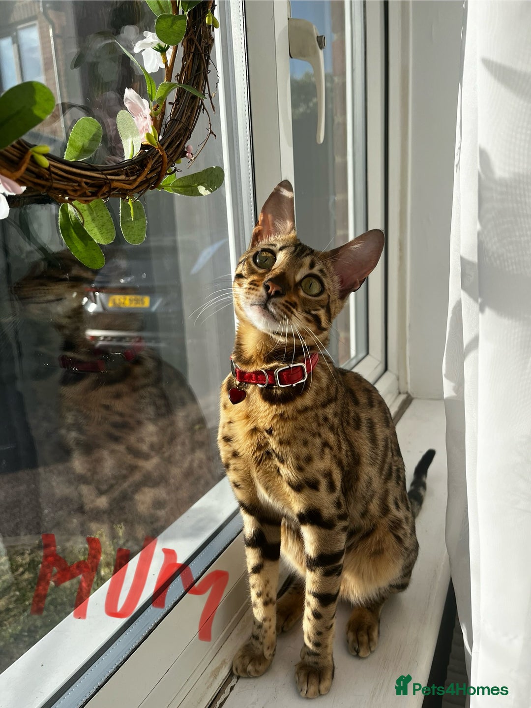 Bengal cats for sale: Beautiful bengal kittens for sale, 2boys available - Advert 7