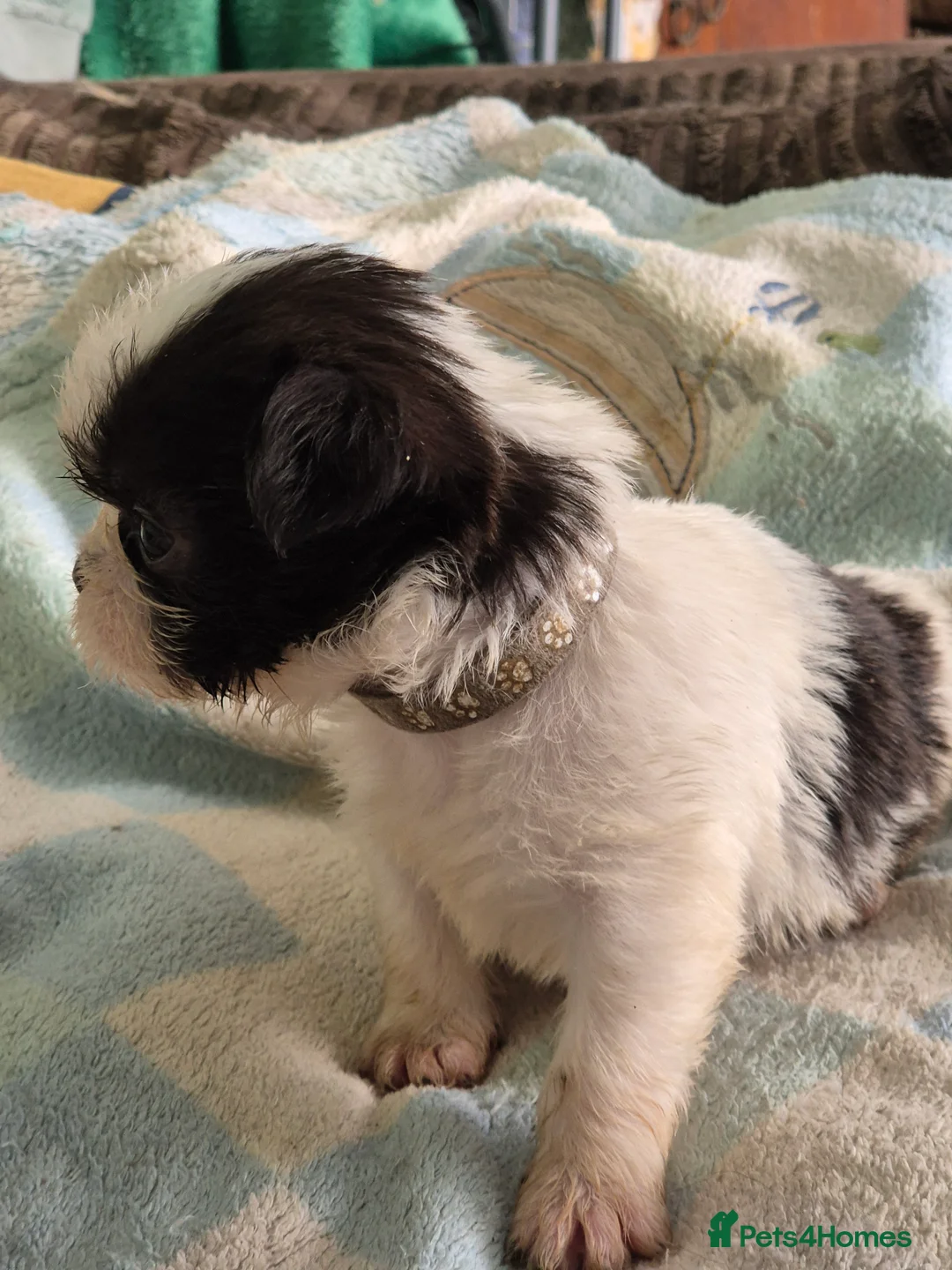 Malshi dogs for sale: I have 1 boy left  - Advert 9