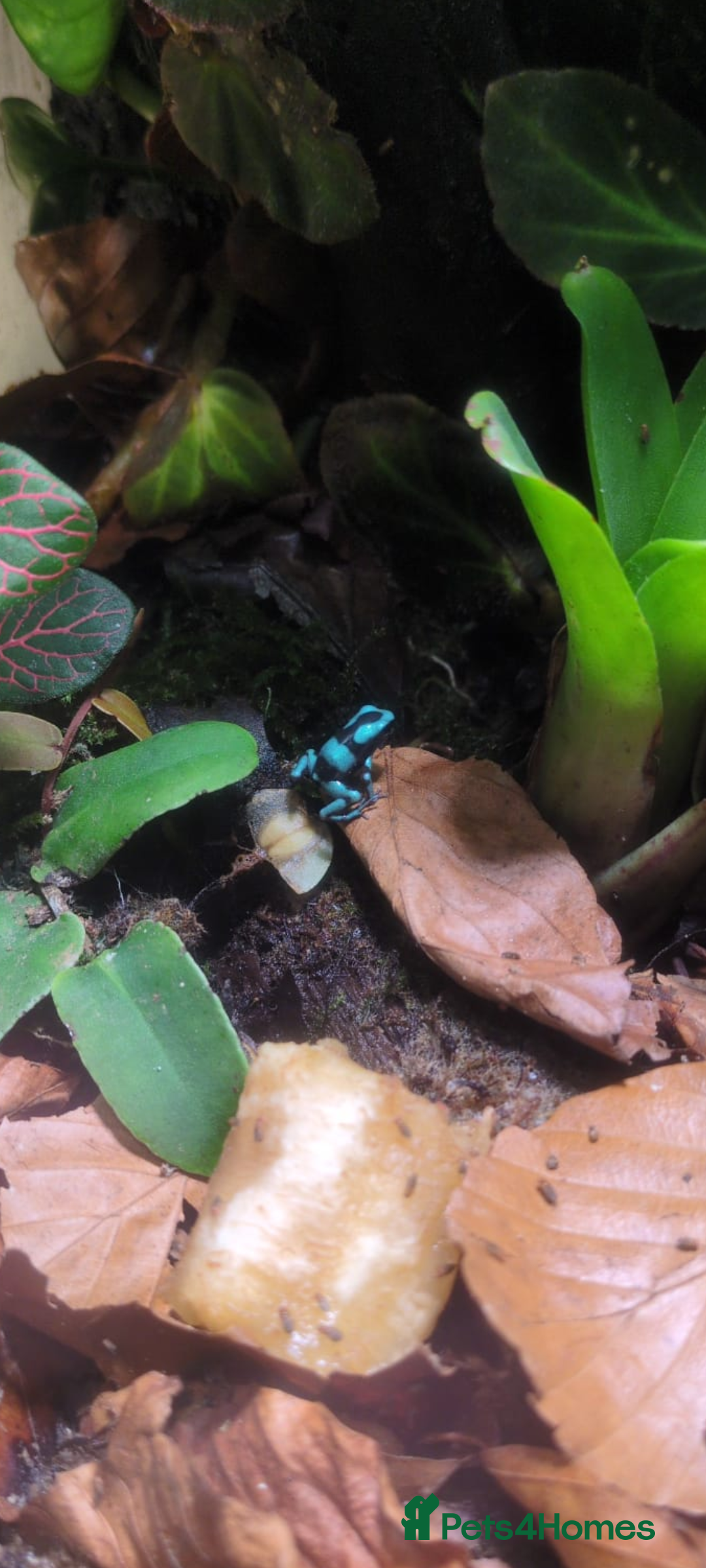 Frog reptiles for sale: Dendrobates auratus Panama special dart frogs  - Image 1