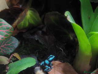 Frog reptiles - Advert 6