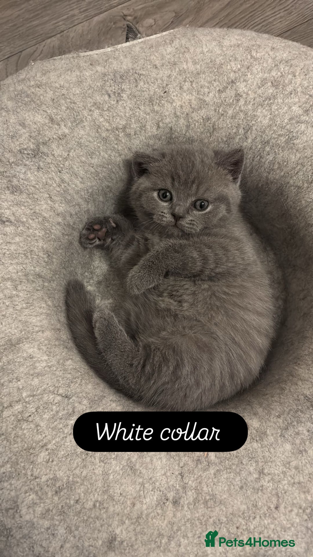 British Shorthair cats for sale: 🧸✨6 Chunky British Shorthair Kittens For Sale✨🧸 - Advert 23