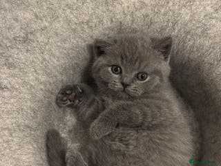 British Shorthair cats 🧸4 Remaining Chunky British Shorthair Kittens🧸 - Advert 5
