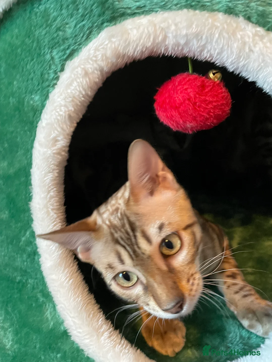 Bengal cats for sale:  Beautiful Bengals able to leave. - Advert 9