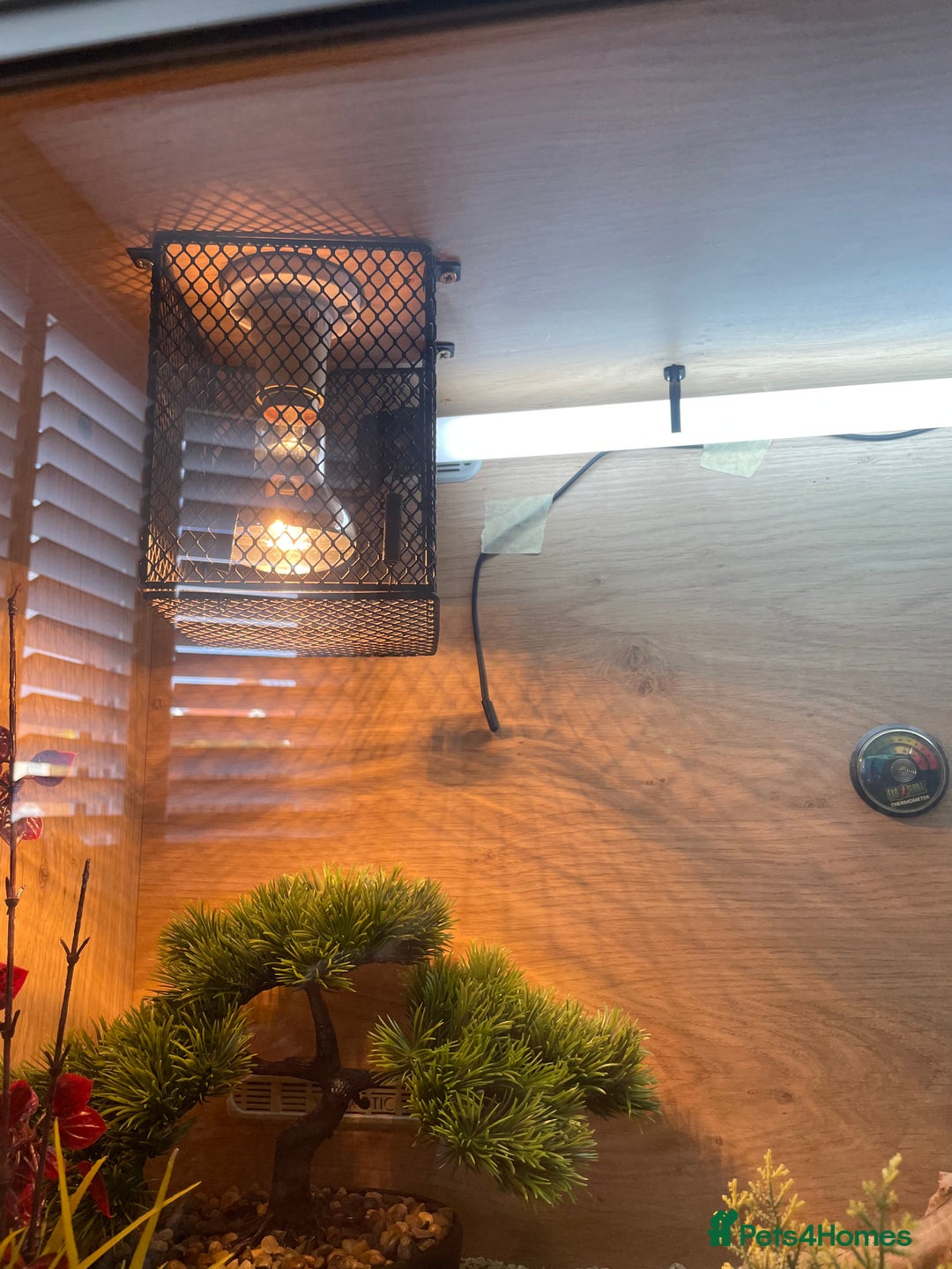 Leopard Gecko reptiles for sale: Female leopard gecko  - Image 10