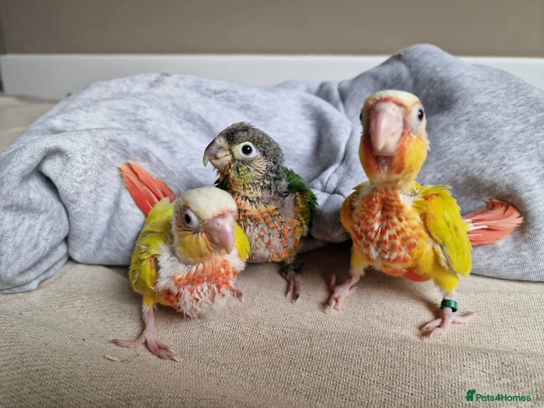 Conures birds for sale: Beautiful fully hand reared conure baby's  - Advert 6