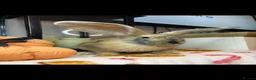 Continental Giant rabbits for sale: Stunning continental giant baby bunny rabbits - Advert 16